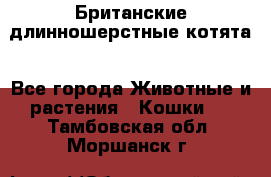 Британские длинношерстные котята - Все города Животные и растения » Кошки   . Тамбовская обл.,Моршанск г.